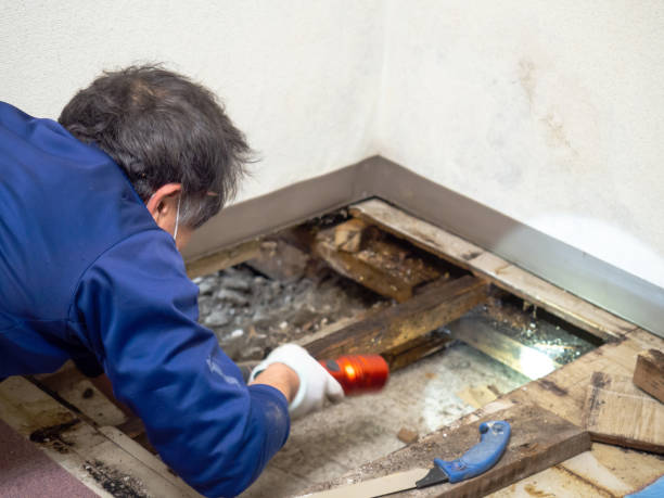 Best Attic Mold Removal  in Heber Overgaard, AZ