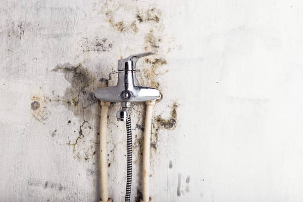 Best Local Mold Removal Service  in Heber Overgaard, AZ