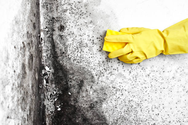 Best Mold Remediation Experts  in Heber Overgaard, AZ