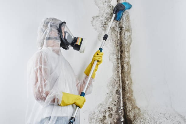 Best Same-Day Mold Removal  in Heber Overgaard, AZ