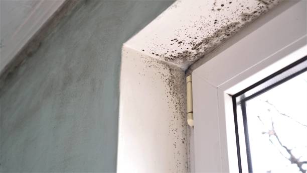 Best Affordable Mold Removal  in Heber Overgaard, AZ