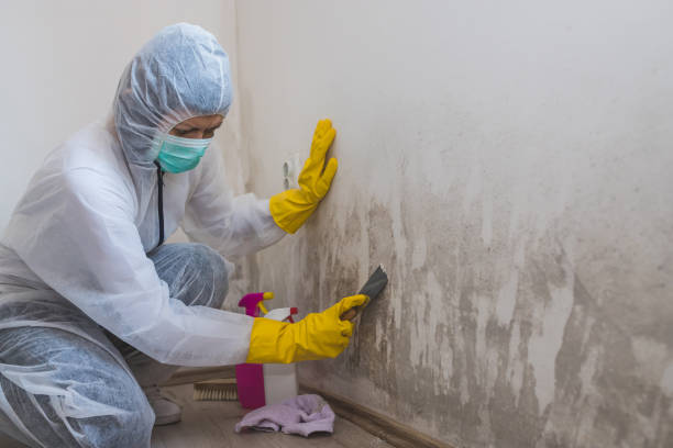 Best Office Mold Removal Services  in Heber Overgaard, AZ