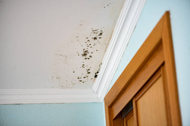 Best Certified Mold Removal  in Heber Overgaard, AZ
