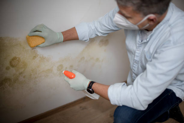 Professional Mold Removal in Heber Overgaard, AZ