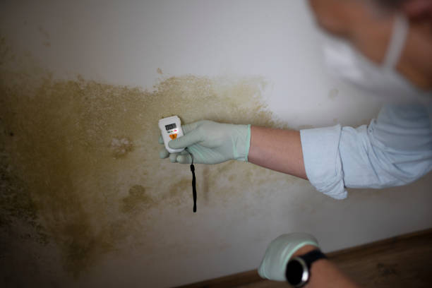 Best Crawl Space Mold Removal  in Heber Overgaard, AZ