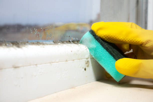 Best Same-Day Mold Removal  in Heber Overgaard, AZ