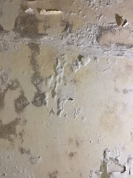 Reliable Heber Overgaard, AZ Mold Removal Solutions