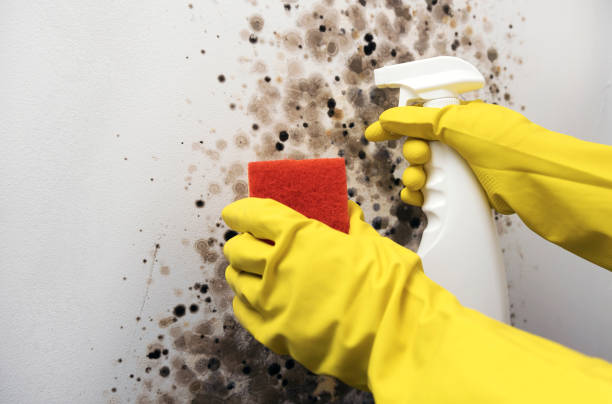 Best Mold Removal Near Me  in Heber Overgaard, AZ