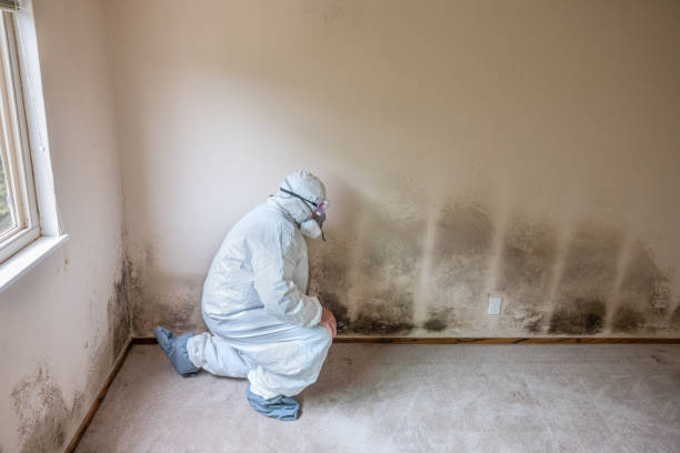 Crawl Space Mold Removal in Heber Overgaard, AZ
