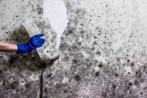 Best Fast Mold Removal  in Heber Overgaard, AZ