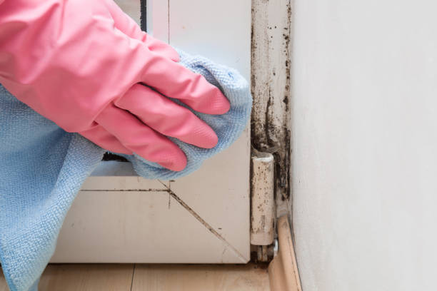 Best Commercial Mold Removal  in Heber Overgaard, AZ