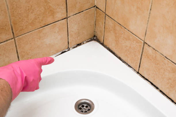 Best Black Mold Removal  in Heber Overgaard, AZ