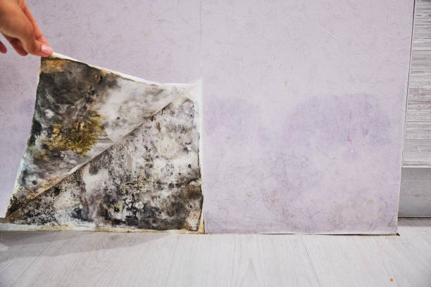 Best Residential Mold Removal  in Heber Overgaard, AZ